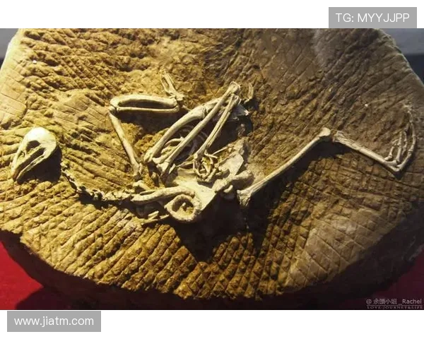 南部鲨鱼与南部哈士奇的精彩对决谁将成为海洋与陆地的霸主